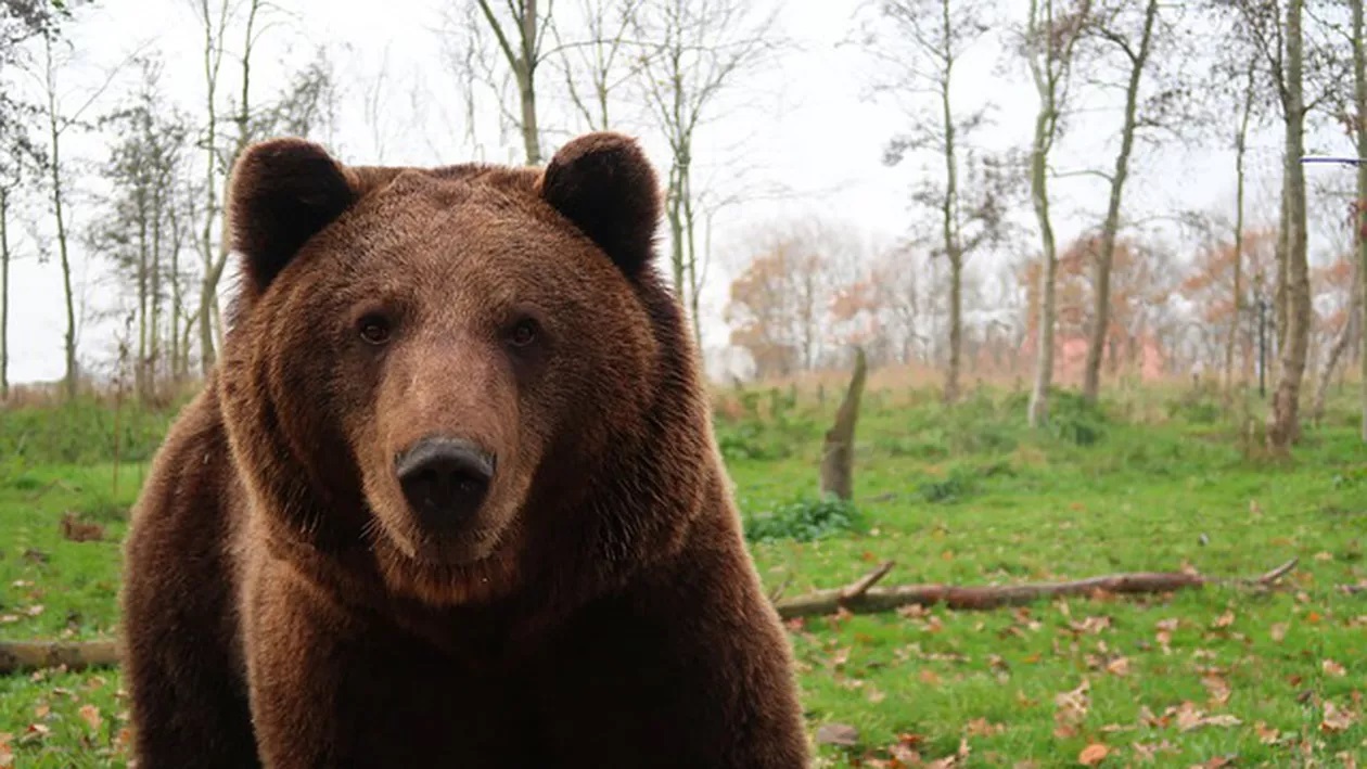 Un urs a coborât din pădure într-o localitate din județul Cluj. Locuitorii se tem pentru siguranța lor