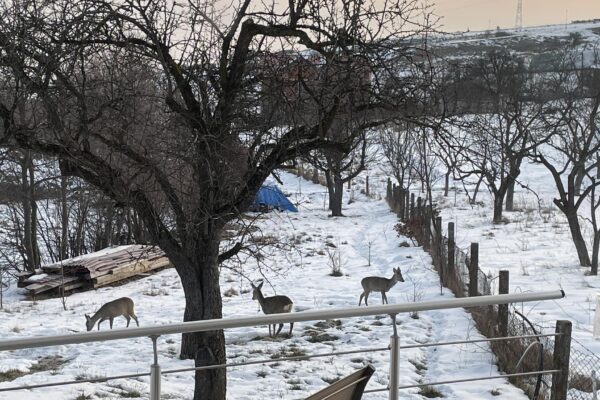 Căprioare superbe surprinse de un locuitor în curtea casei din Feleacu – FOTO