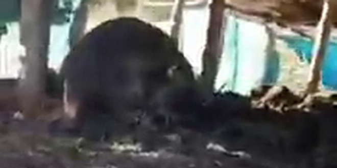 S-a deschis dosar penal la o fermă din apropiere de Gherla. Un câine găsit spânzurat de ușă, iar mai multe animale moarte au dispărut