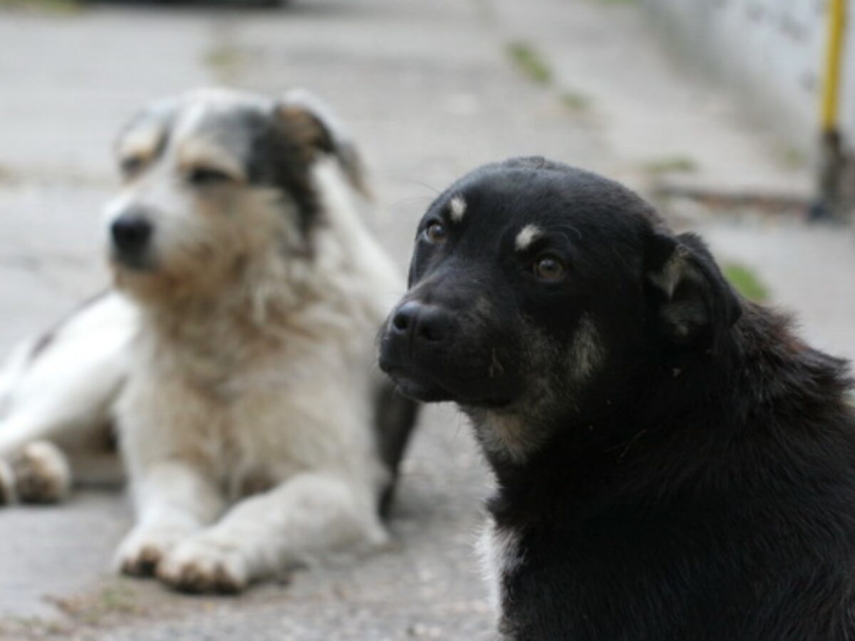 Acțiune de sterilizare gratuită a câinilor fără stăpân din Florești