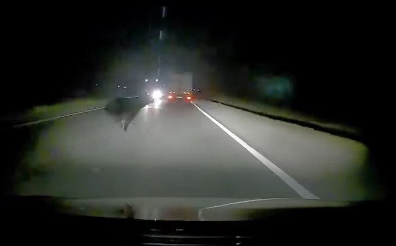 Urs ieșit în căutare de mâncare, lovit de o mașină lângă Gherla. Animalul i-a sărit în fața șoferului – VIDEO
