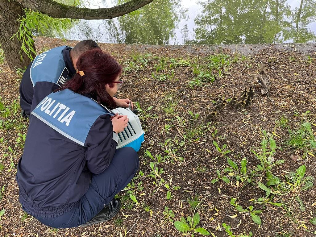 Poliția animalelor și-a intrat în drepturi. Familie de rățuște salvată din mijlocul traficului clujean – FOTO