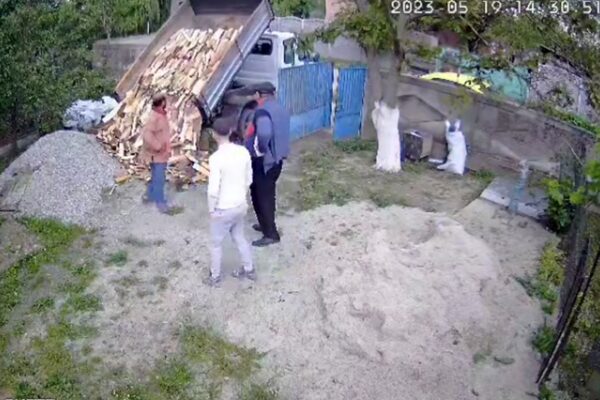 Escrocii cu lemne folosesc metoda Maradona. Au fost filmați în direct. Cum procedează …