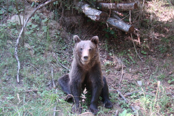Încă un urs a fost surprins într-o comună din Cluj