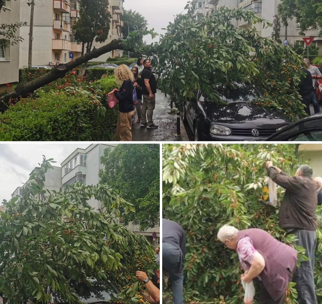 Clujenii au dat iama la cireșe gratis după ce un copac a fost doborât de vânt – FOTO