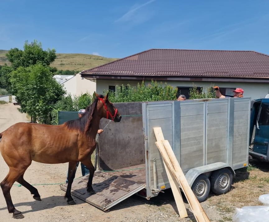 Cal lăsat nesupravegheat, ridicat de pe o stradă din Florești. Proprietarul a fost amendat