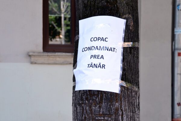 Protest inedit în centrul Clujului! Teii de pe strada Universității trebuie salvați