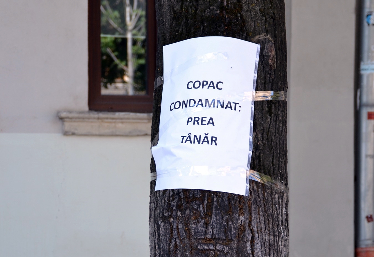 Protest inedit în centrul Clujului! Teii de pe strada Universității trebuie salvați