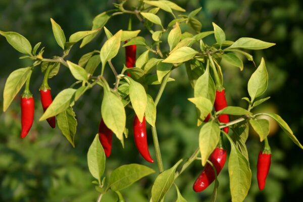 Care este alimentul-minune care dacă este consumat regulat îți poate prelungi viața