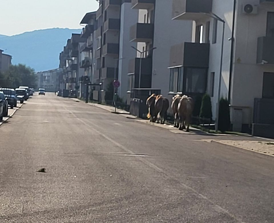 Oamenii au crezut că sunt patrulele călare ale Poliției Locale.