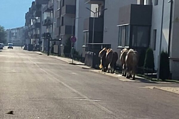 Cu caii prin Florești. Cea mai modernă comună din România, imagine de coșmar