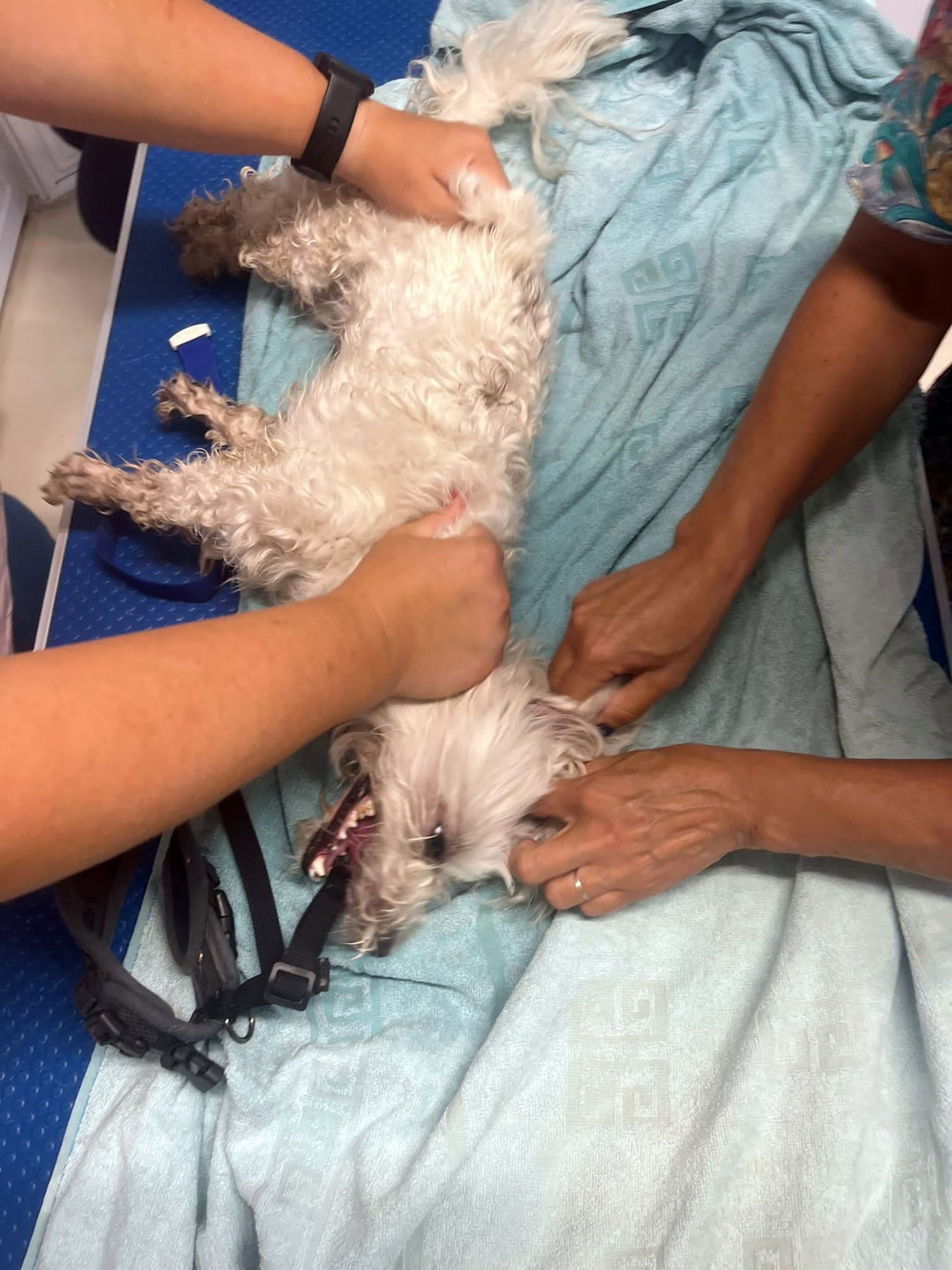 Cățelul a ajuns în stare critică la un cabinet veterinar