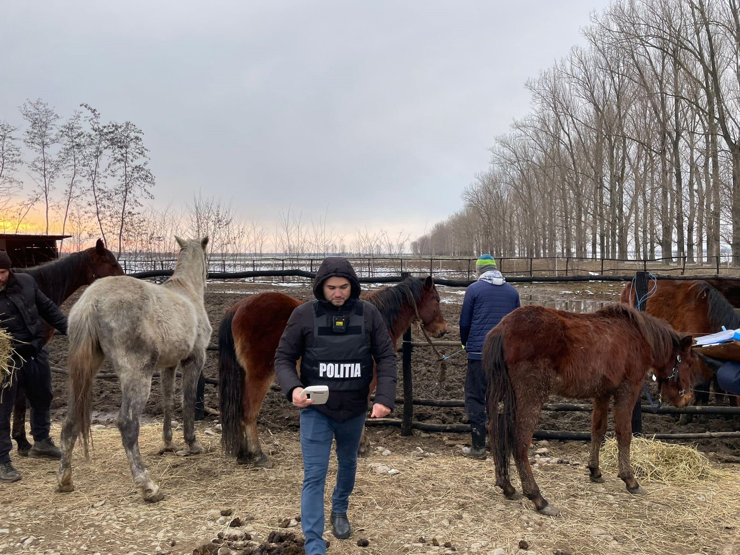 Cel mai celebru hoț de cai din zona Huedin a fost arestat. Ultima lovitură i-a adus un mandat de 30 de zile