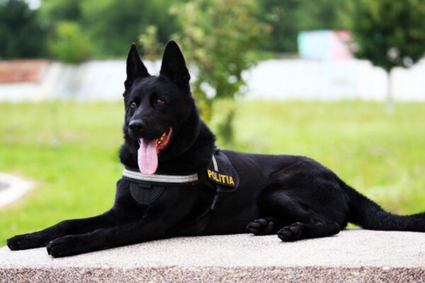 Câinele Poliției care decimează consumatorii de droguri la Untold. În prima zi de festival a umplut arestul cu suspecți