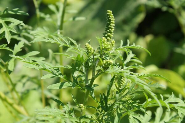 Mesaj important pentru proprietarii de terenuri. Aveți timp 15 zile de la primirea unui avertisment să le curățați de ambrozie