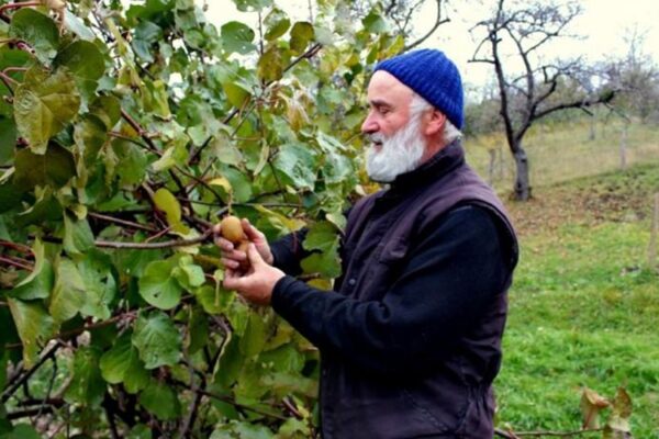 Preotul clujean care cultivă kiwi. Clima din Transilvania a devenit ideală pentru acest fruct
