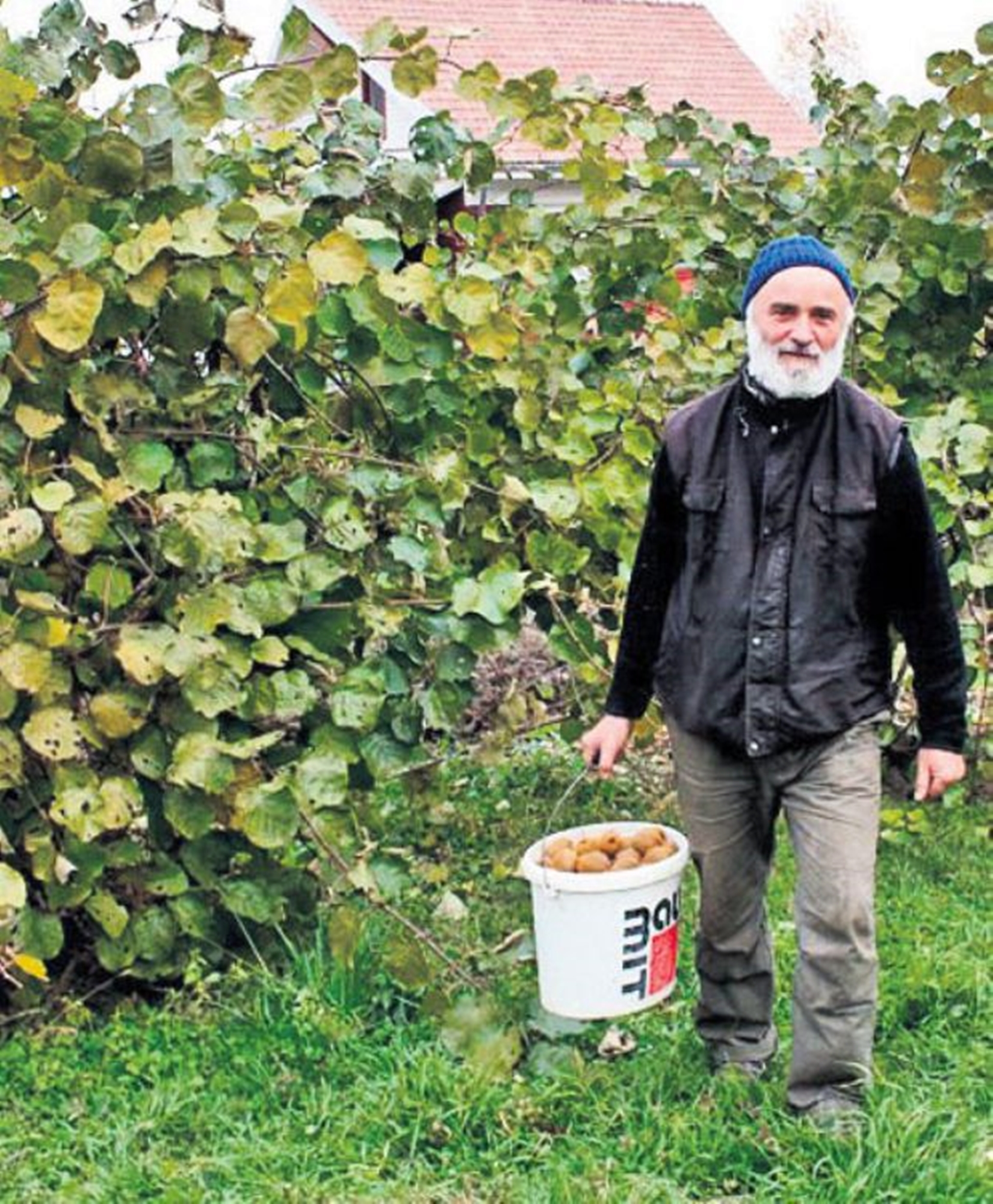 Două tone de kiwi la hectar obține preotul Făgăraș, în livada lui de la Feleacu.