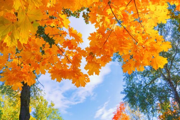 PROGNOZA METEO. Află cum va fi vremea la Cluj săptămâna viitoare