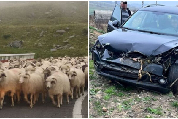 ACCIDENT MORTAL pe un drum din Cluj. Un cioban și opt oi au murit spulberați de o mașină într-o comună