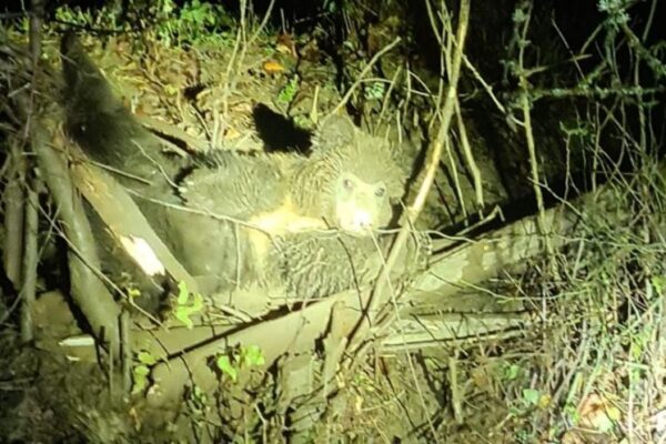 Ursoaică cu cei doi pui ai săi salvată după ce a rămas blocată într-un gard de sârmă ghimpată