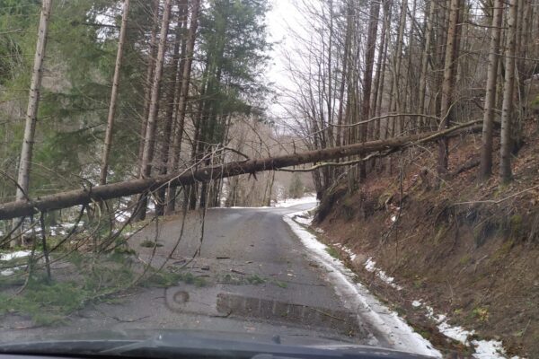 Arbori căzuți pe drumul dintre Săcuieu și Rogojel. Au intervenit pompierii