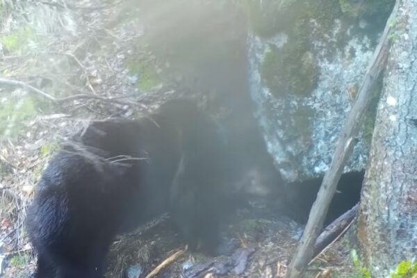 Urs surprins în timp ce își verifică bârlogul din Parcul Natural Apuseni