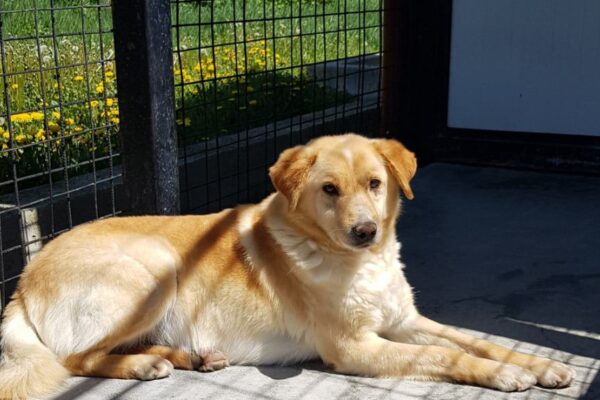 300 de căței așteaptă să fie adoptați la Centrul de Ecarisaj Cluj