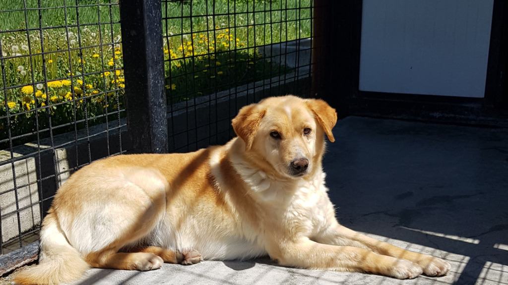 300 de căței așteaptă să fie adoptați la Centrul de Ecarisaj Cluj