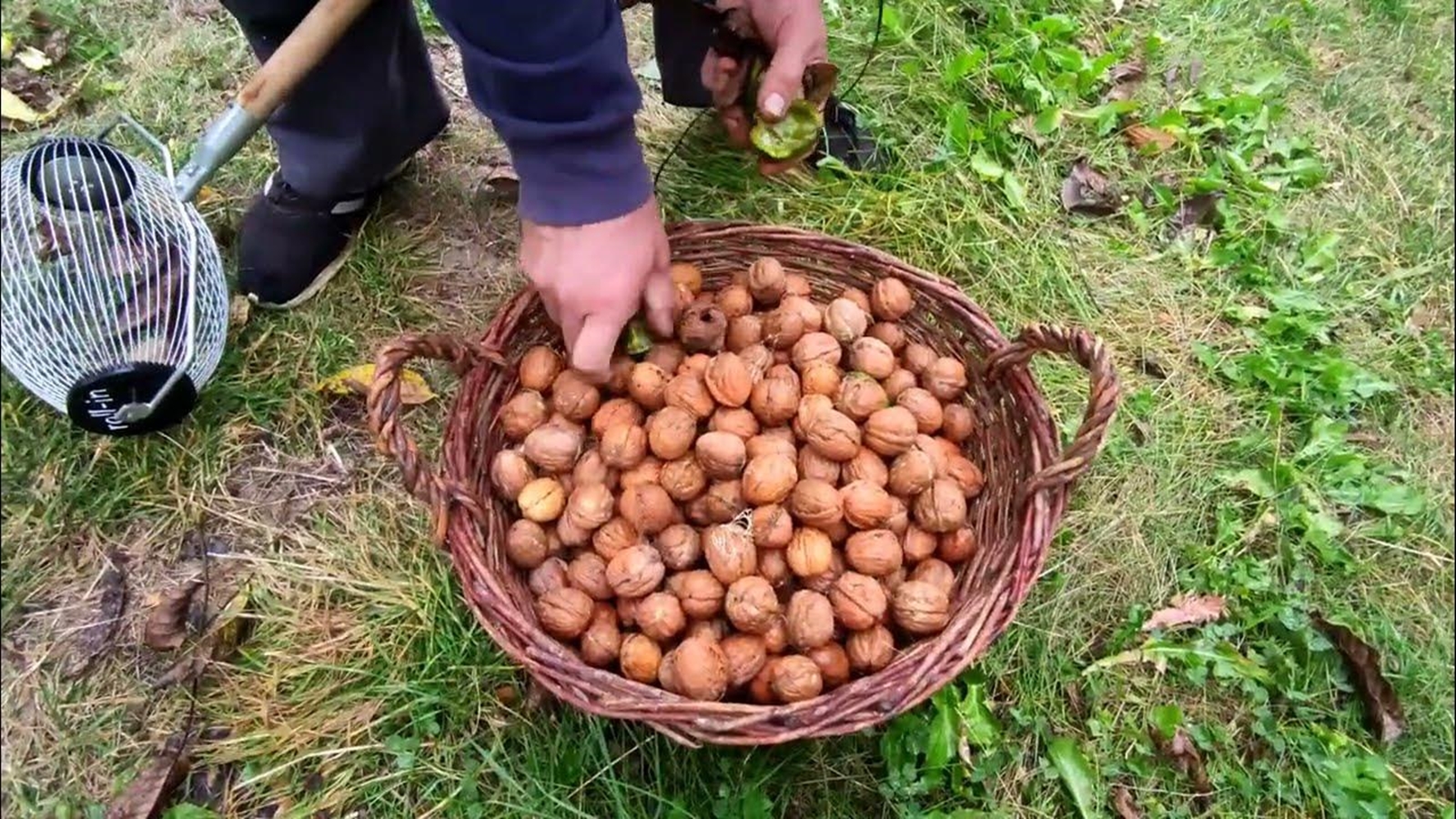 Condamnat pentru ca a furat cinci kilograme de nuci