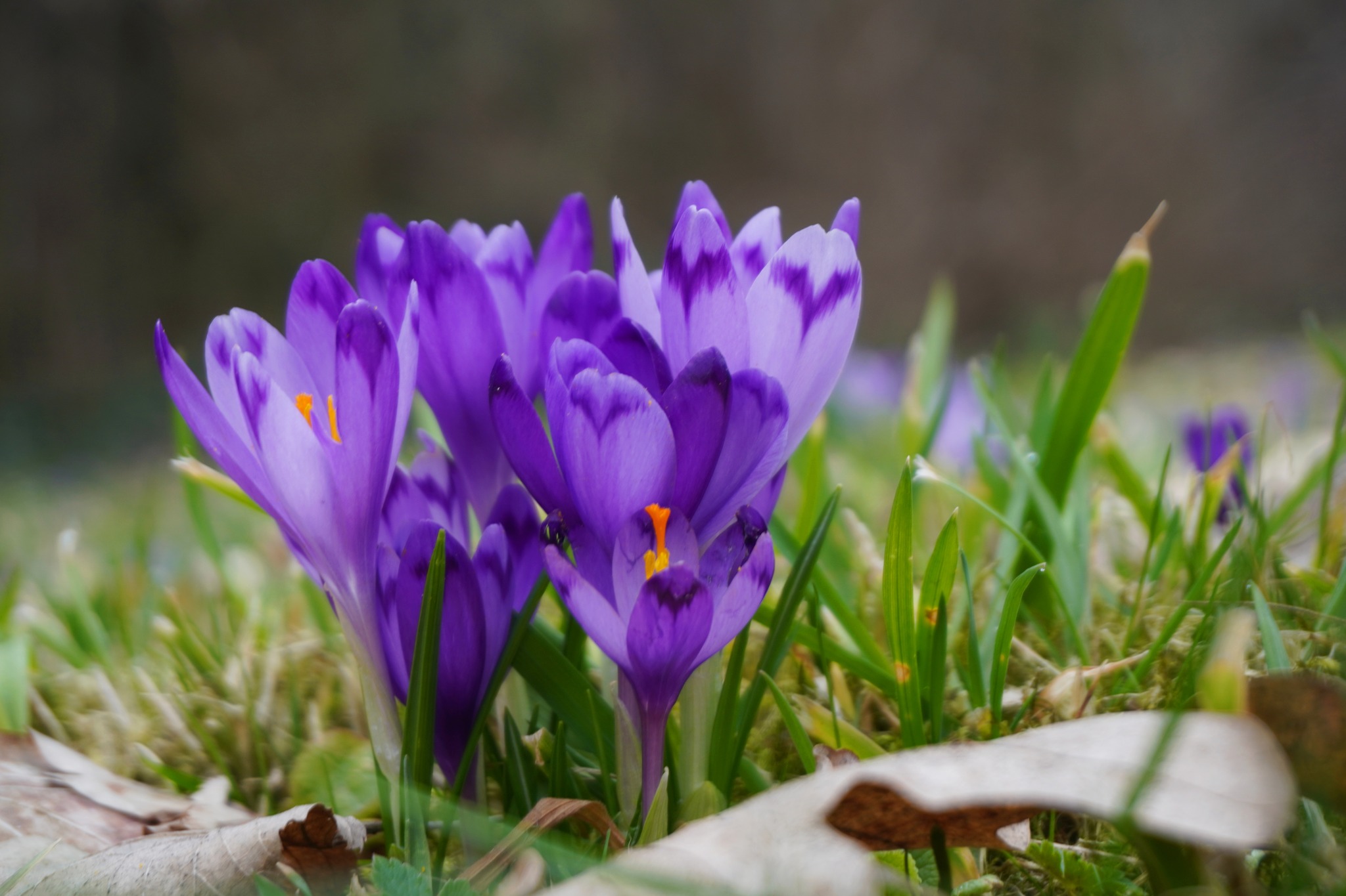 A venit primăvara în Grădina Botanică