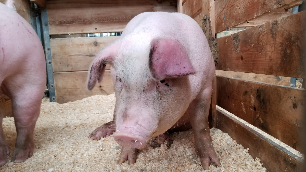 Focar de pestă porcină în Baciu