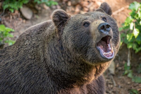 ALERTĂ într-o comună din Cluj. A fost surprins un urs periculos