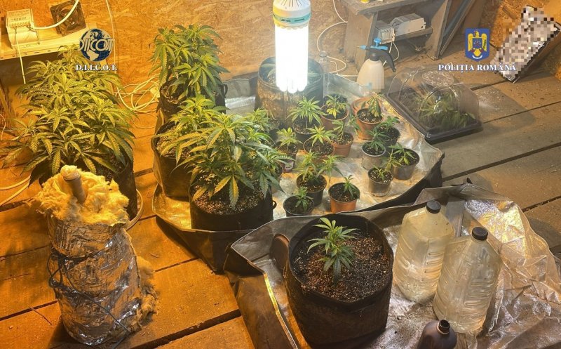 Captură impresionantă de cannabis în Cluj