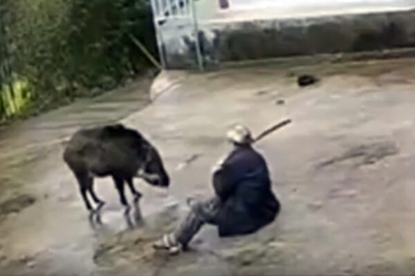 Bărbat atacat de un mistreț. Animalul l-a urmărit chiar în curtea casei sale. VIDEO