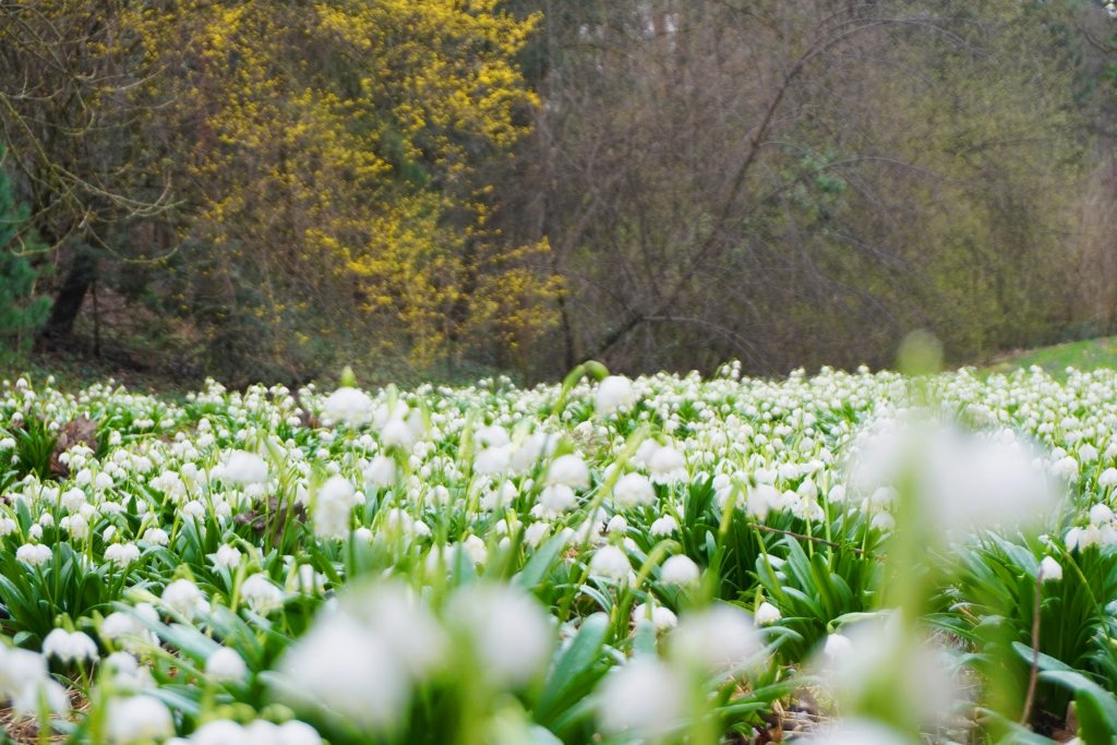 Câmp de ghiocei la Grădina Botanică