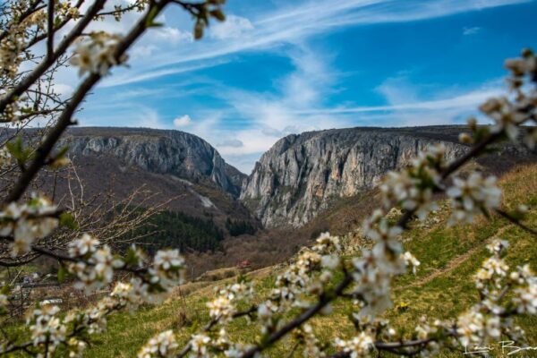 Primăvara a venit la Cheile Turzii. Imagini de poveste