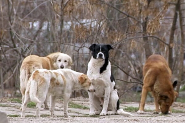 Bărbat din Florești, atacat de câinii fără stăpân. Și-a apărat ”ca un leu” fetița de șase ani