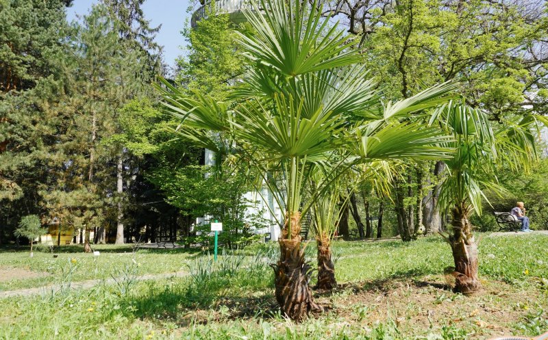 Palmieri la Grădina Botanica