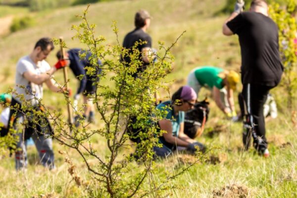 Încep acțiunile de împădurire și voluntariat la Cluj-Napoca