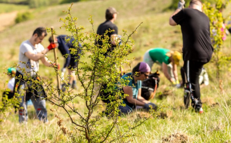 Încep acțiunile de împădurire și voluntariat