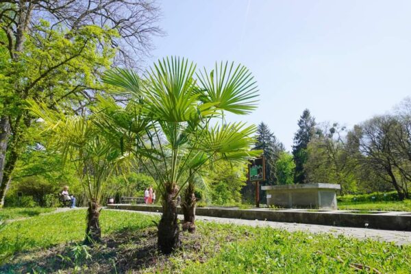 Primii palmieri care au supraviețuit iernii, la Grădina Botanică