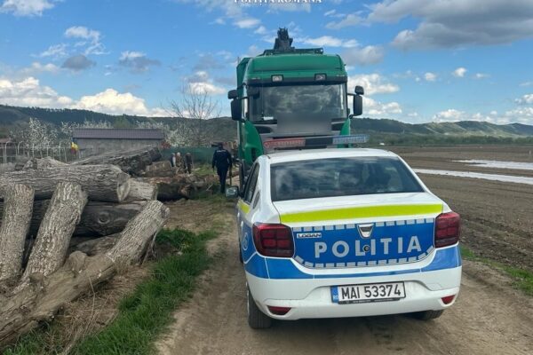 Lupta cu mafia lemnului din Cluj. Amenzi de peste 30.000 lei