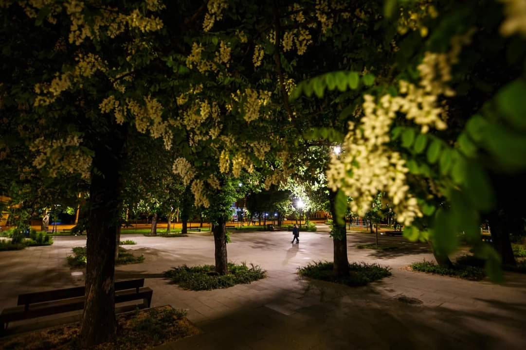 Castani în Parcul Stefan cel Mare
