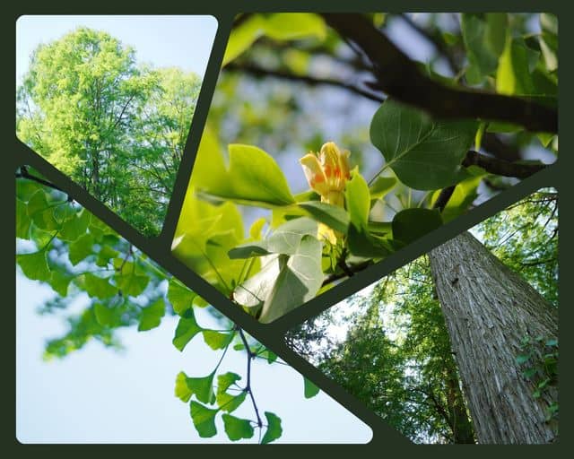 Copac cu lalele în Grădina Botanică din Cluj