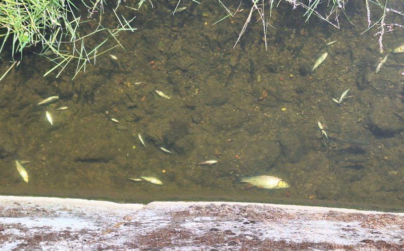 Dezastru ecologic la Dej