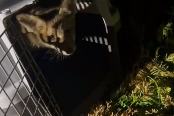 Puiuț de vulpe salvat de pompieri dintr-un canal din Cluj-Napoca
