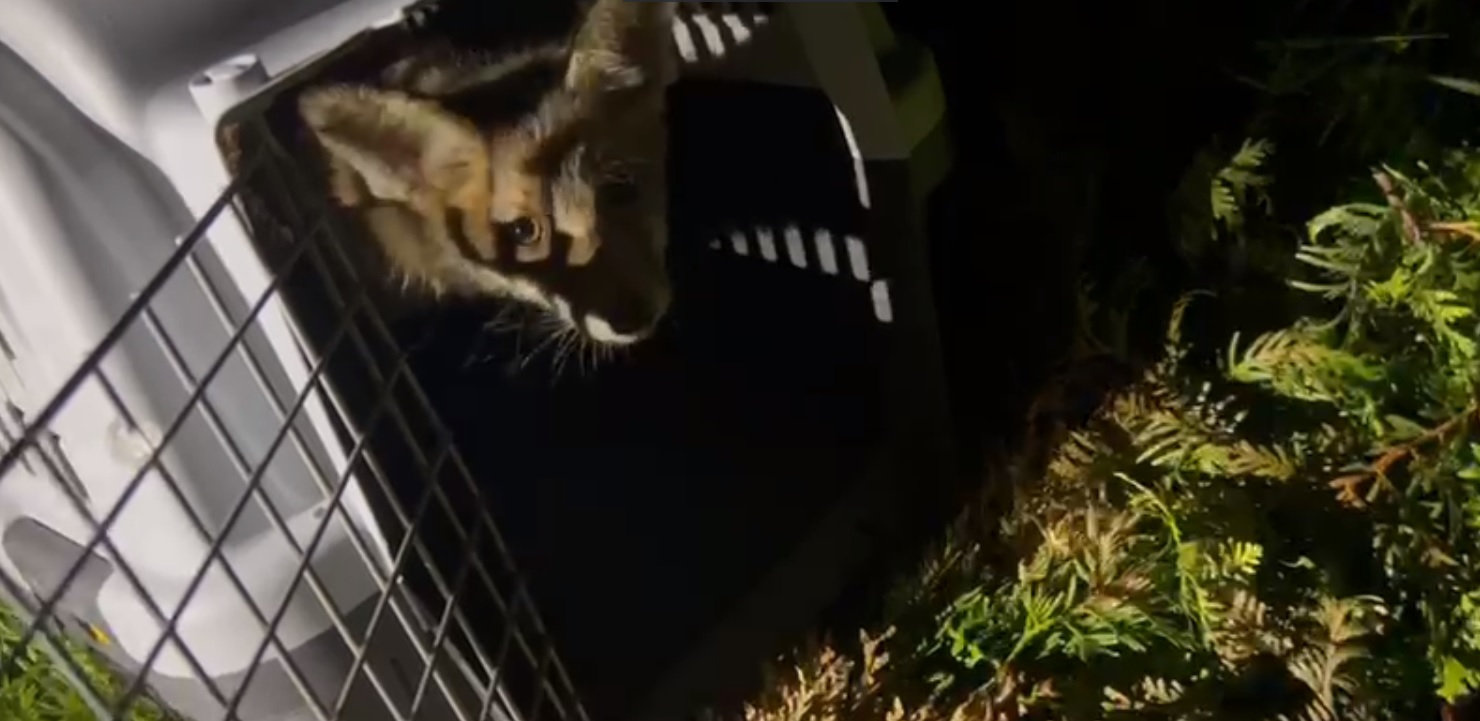 Puiuț de vulpe salvat de pompieri dintr-un canal din Cluj-Napoca