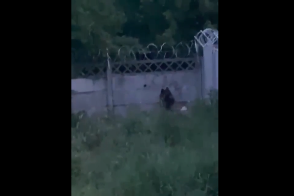 Un urs a băgat spaima în locuitorii din Dej. A intrat în baza militară