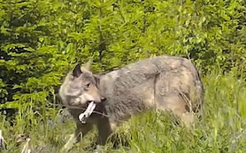 Lup surprins în Parcul Natural Apuseni