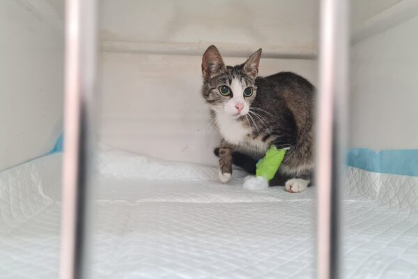 Începe Maratonul sterilizărilor gratuite la USAMV Cluj, vineri, 5 iulie